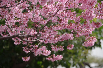 東京の赤坂6丁目のおかめ桜