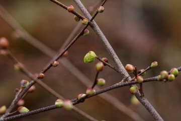 東京ミッドタウンの檀香梅（ダンコウバイ）
