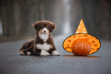 halloween miniature american shepherd