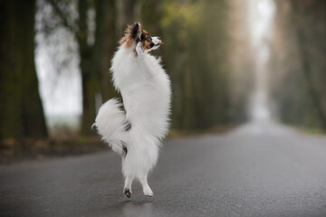 jumping papillon