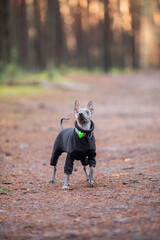 Fall full body of a purebred American Hairless terrier in forest, naked dog with blurred background, dressed