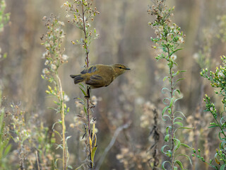 Common chiffchaff (Phylloscopus collybita).