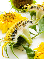Naklejka premium Sunflowers on white