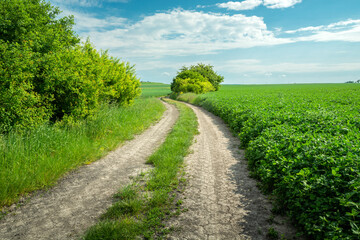 Fototapeta na wymiar Dirt road through green fields, rural view on a June day