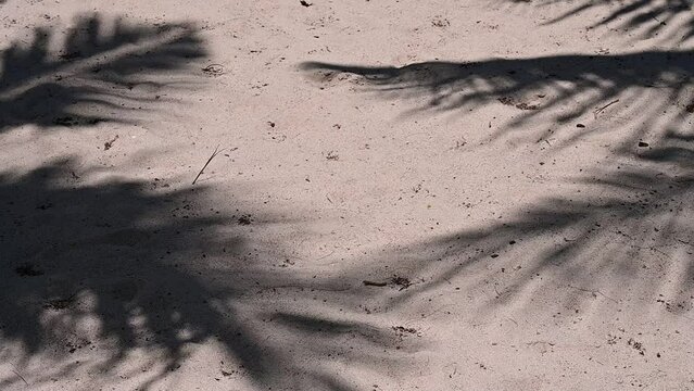 shadow of coconut tree slow motion flutter on sand floor