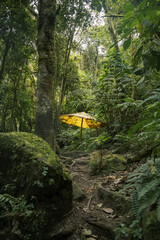 A hidden yellow umbrella hut in deep dark forest of Colombia