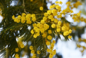 Fototapeta na wymiar Mimosa flowers closeup, on blurred background. Acacia Dealbata branch with yellow-golden spring blooms looks bright and fresh against green dark leaves. International Women’s Day beautiful symbol.