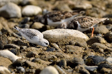 correlimos común o playero común buscando comida en el lodo de la orilla de la playa (Calidris alpina) 