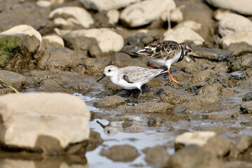 correlimos común o playero común buscando comida en el lodo de la orilla de la playa (Calidris alpina) 