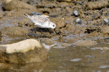 correlimos común o playero común buscando comida en el lodo de la orilla de la playa (Calidris alpina) 