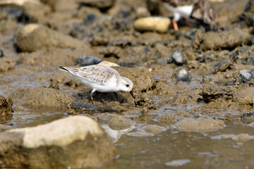 correlimos común o playero común buscando comida en el lodo de la orilla de la playa (Calidris alpina) 