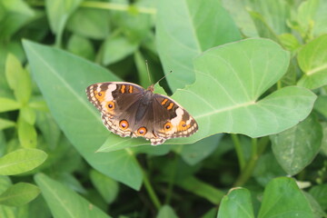 Fototapeta na wymiar Butterfly : A very beautiful animal butterfly with its beautiful wings usually flies gracefully.