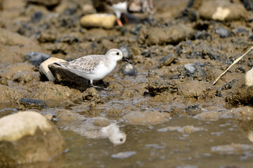 correlimos común o playero común buscando comida en el lodo de la orilla de la playa (Calidris alpina) 
