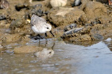 correlimos común o playero común buscando comida en el lodo de la orilla de la playa (Calidris alpina) 