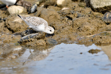 correlimos común o playero común buscando comida en el lodo de la orilla de la playa (Calidris alpina) 