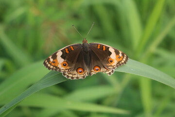 Butterfly :
A very beautiful animal butterfly with its beautiful wings usually flies gracefully.