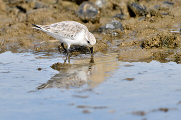 correlimos común o playero común buscando comida en el lodo de la orilla de la playa (Calidris alpina) 