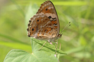 Fototapeta premium Butterfly : A very beautiful animal butterfly with its beautiful wings usually flies gracefully.