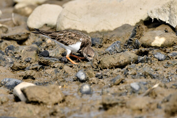 vuelvepiedras común​ o vuelvepiedras rojizo​ buscando comida en la orilla del mar (Arenaria interpres)