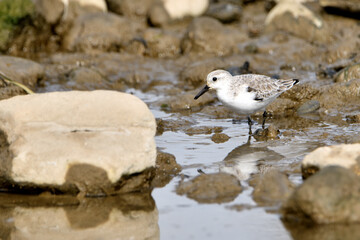 correlimos común o playero común buscando comida en el lodo de la orilla de la playa (Calidris alpina) 
