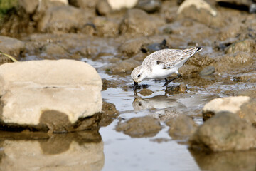 correlimos común o playero común buscando comida en el lodo de la orilla de la playa (Calidris alpina) 