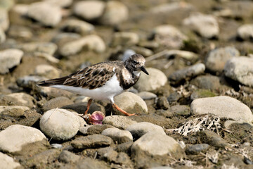 vuelvepiedras común​ o vuelvepiedras rojizo​ buscando comida en la orilla del mar (Arenaria interpres)