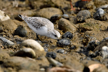 correlimos común o playero común buscando comida en el lodo de la orilla de la playa (Calidris alpina) 