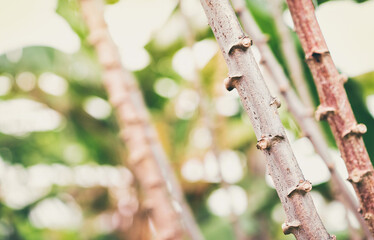 Bokeh and nature. Close up of branch.