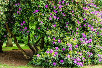 kwitnące drzewo w parku © piotr