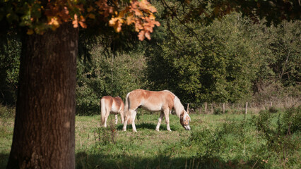 Zwei Haflinger Fohlen steht im Gras auf der Weide im herbstlichen Sonnenschein