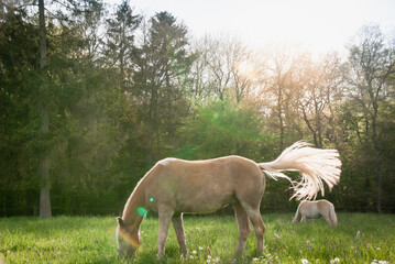 Haflinger Fohlen steht im hohen Gras auf der Weide im Sonnenschein