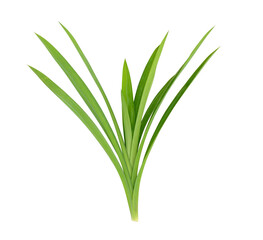 Pandanus Palm, Fragrant Pandan, Pandom wangi on transparent png