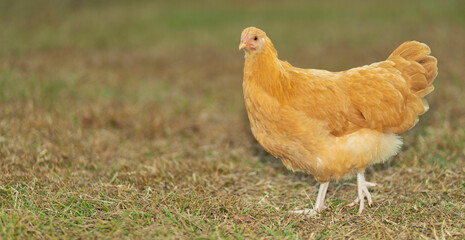 Copy space to the left of a golden hen