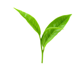 tea leaf isolated on transparent png