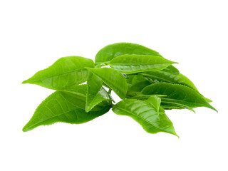 Obraz premium tea leaf isolated on transparent png