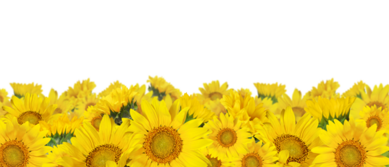 Yellow sunflowers in a border arrangement isolated on white or transparent background