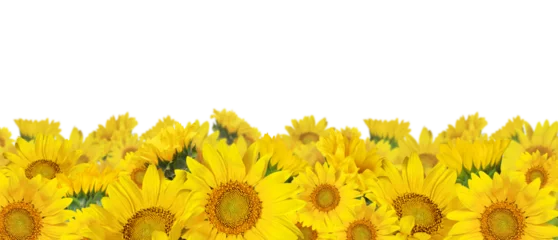 Zelfklevend Fotobehang Yellow sunflowers in a border arrangement isolated on white or transparent background © Ortis