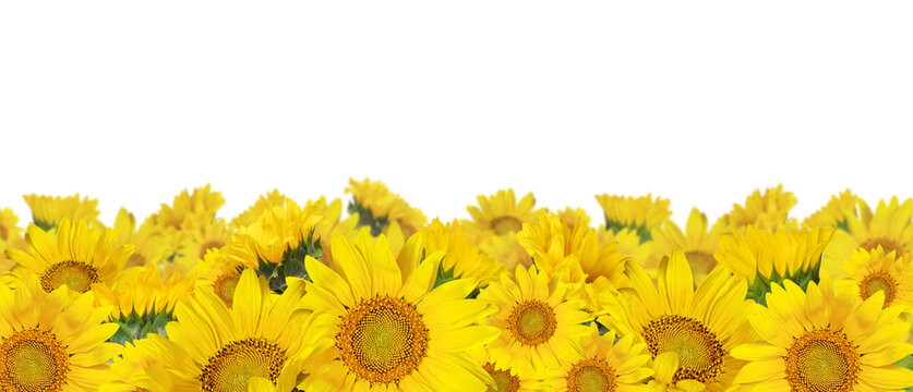 Yellow sunflowers in a border arrangement isolated on white or transparent background