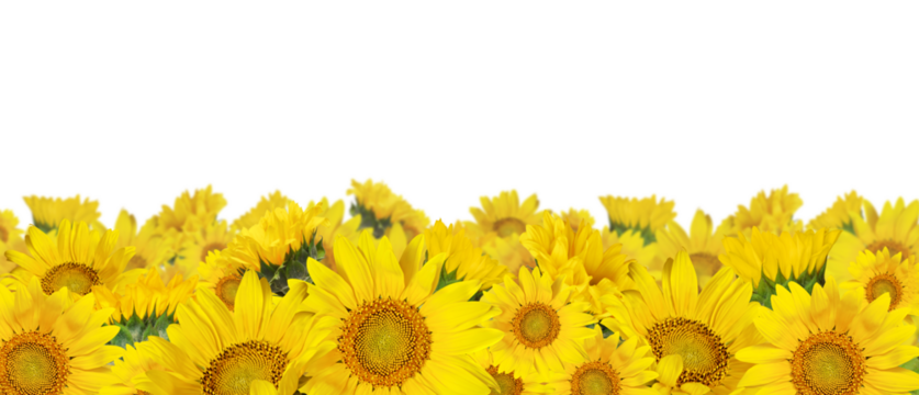 Yellow sunflowers in a border arrangement isolated on white or transparent background