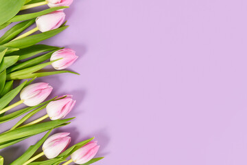White tulip spring flowers with pink tips on violet background with copy space