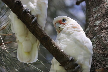 white parrot in the tree