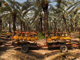Clusters of fresh picked Dates hanging on a rig in a Date palm tree plantation
