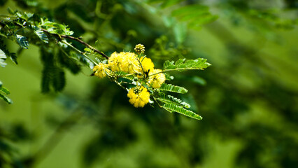 Blooming Vachellia nilotica or gum arabic flowers or Babul flower