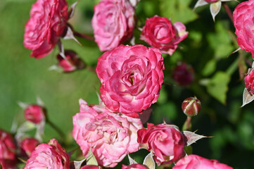 ガーデニングで美しく咲いた薔薇の花