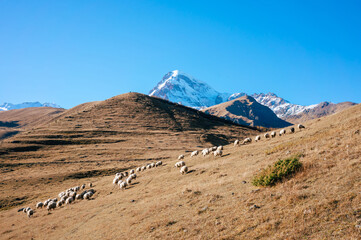 A flock of sheep pulls through the open grasslands in the mountains of stepantsminda in the greater caucasus georgia.