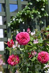 ガーデニングで美しく咲いた薔薇の花