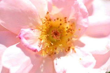 Fototapeta na wymiar ガーデニングで美しく咲いた薔薇の花
