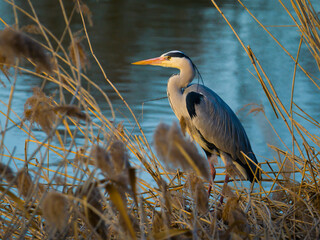 Heron standing among dry reeds at water's edge of lake