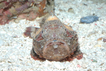 Closeup photo of a fish in an aquarium