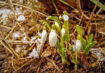 white snowdrops grow through thawed snow in early spring